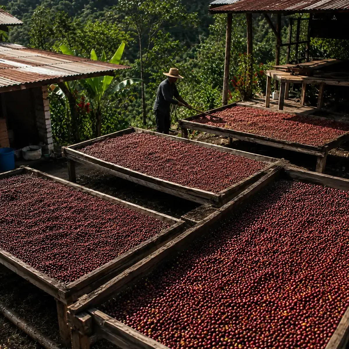 Colombia coffee farm