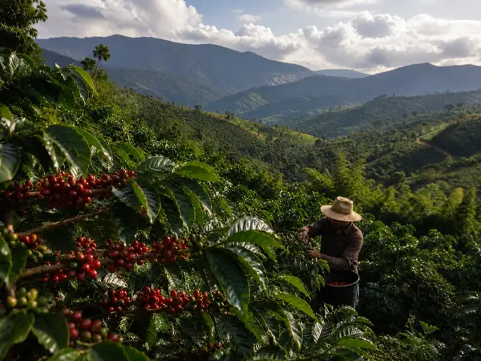 Colombia coffee farm