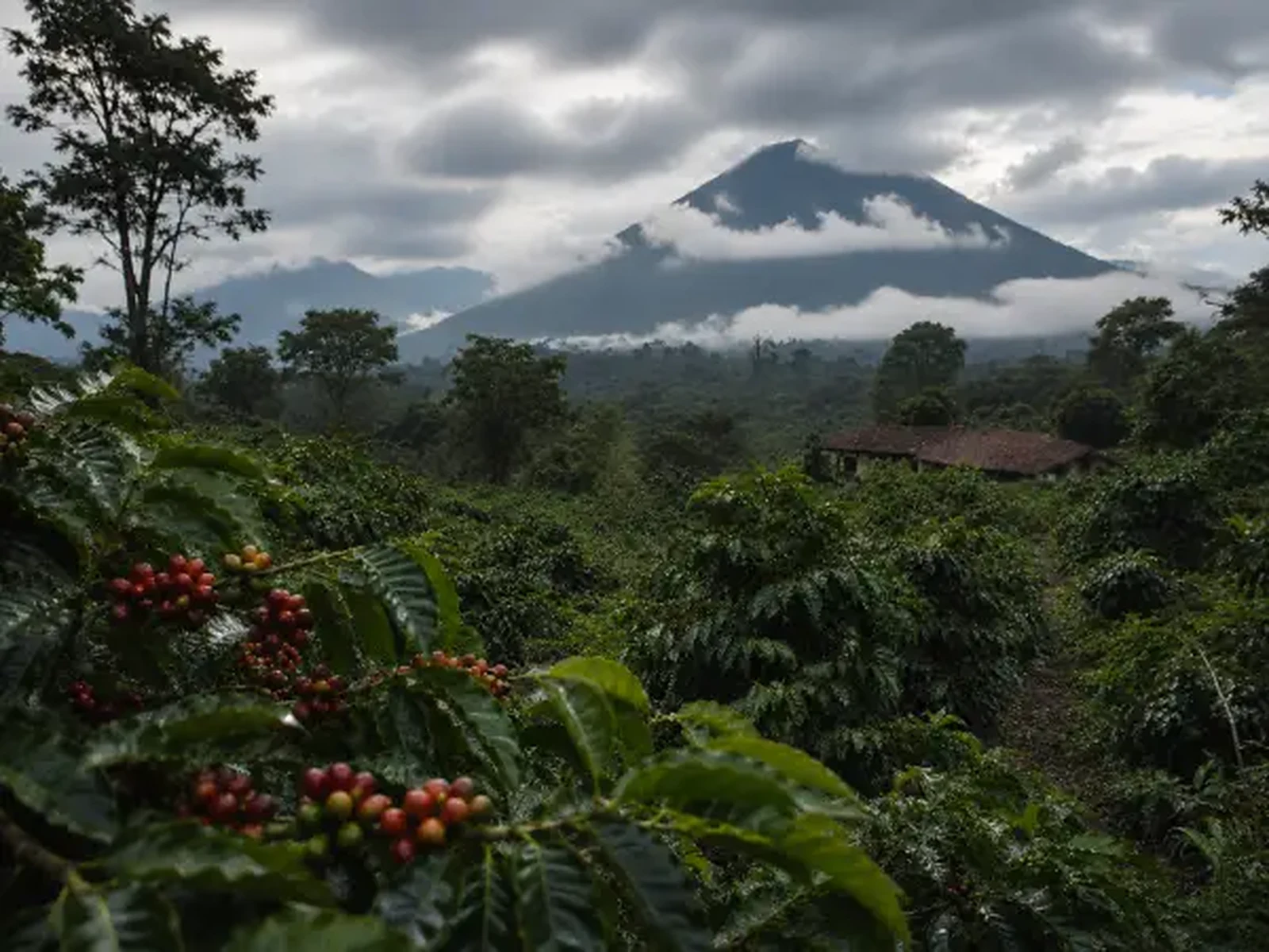 Guatemala coffee farm