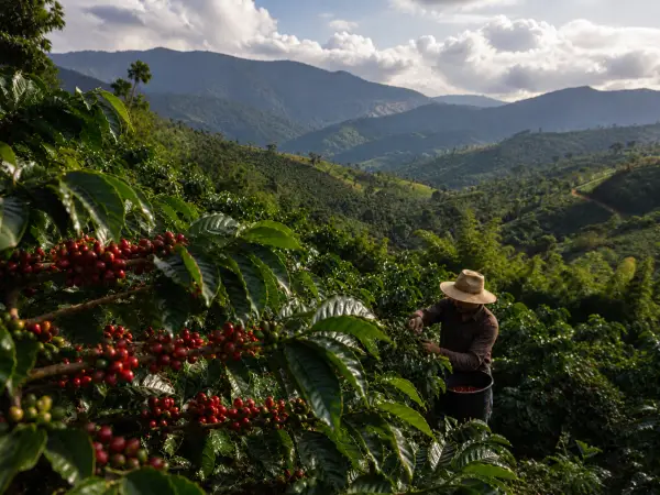 Colombia coffee farm
