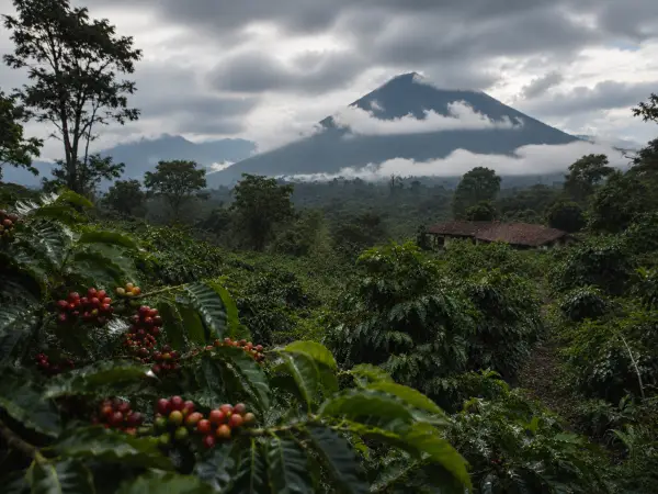 Guatemala coffee farm